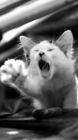 Kitty Yawning