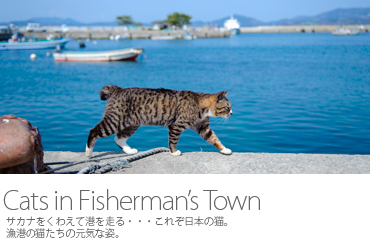 Cats in Fisherman's Town 田代島の猫たち１