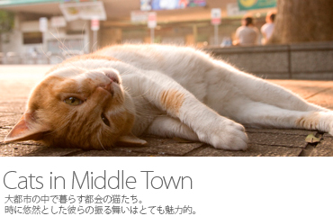 Cats in Middle Town