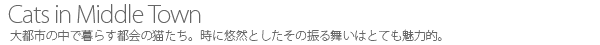 大都市の中で暮らす都会の猫たち。時に悠然としたその振る舞いはとても魅力的。